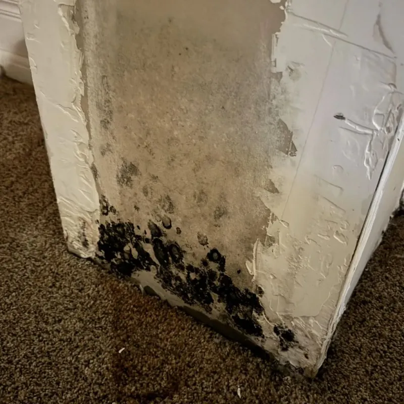Professional Mold Removal in Twin Lakes, FL